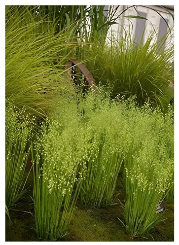 Stauden Gänge 3 x Briza media Mittleres Zittergras winterhart | Niedriges Ziergras für Sonne bis Halbschatten, Blüte Mai bis Juli, mehrjährig, 1 L Topf (11x11 cm)