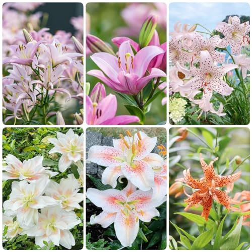 9 pcs winterharte pflanzen für garten lilien zwiebeln, blumenzwiebeln winterhart dachbegrünung Lilium brownii - lilie baumlilien Hydrokultur blumenzwiebel balkon pflanze pflanzenkübel