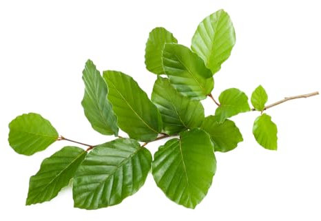 Beech Tree, Fagus Sylvatica 'Green Beech', 1 x Large Plant in 5 Litre Pot, 80cm - 100cm Height, Garden Ready and Ready to Plant, Premium Quality Trees