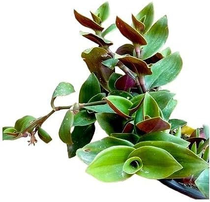 Pianta grassa succulenta da Esterno Interno con Vaso (TRADESCANTIA BLOSSFELDIANA -)