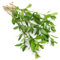 K2AQUA Hygrophila Polysperma Live Aquarium Plant Fast Growing Low Maintenance Ideal for Freshwater Tanks Beginner Friendly Shrimp Safe Free from Snails