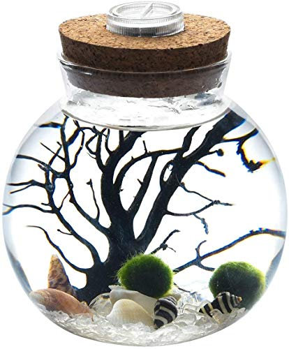 Veilleuse LED pour terrarium - Kit Marimo pour aquarium - Pot en verre avec 2 boules de mousse aquatique en verre bleu, ventilateur branche de corail et coquillages (cristal)