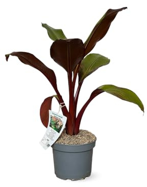 Attitude Jardin - Bananier rosso maurelli - pianta da esterno - 50-60 cm - ⌀ 19 cm
