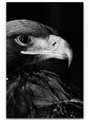 Paul Sinus Art Leinwandbilder | Bilder Leinwand 90x60cm Portrait eines Adlers – schwarz, weiß
