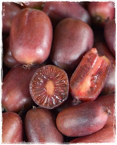 Plante KIWI ARGUTA 'Ken's Red' Plante femelle à fruits rouges - en pot Ø 14 cm - H. 50/60 cm