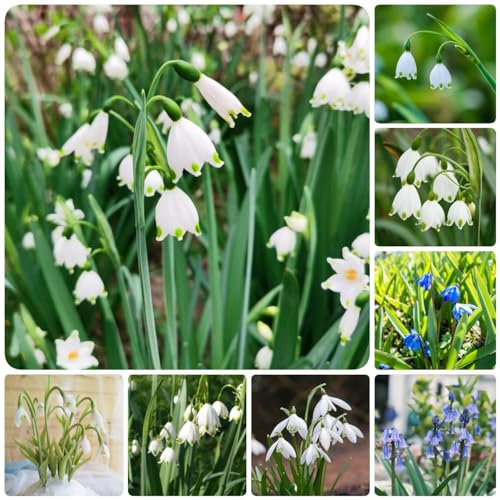 2 pcs blumenzwiebel schneeglöckchen zwiebeln - blumenzwiebeln winterhart dachbegrünung,Galanthus nivalis, blumenzwiebeln frühblüher blumendeko gartenpflanzen winterhart bonsai topf