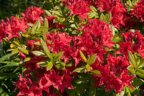 Azalea Japonica 'Vuyk's Scarlet' / Rhododendron in 9cm Pot 3fatpigs®
