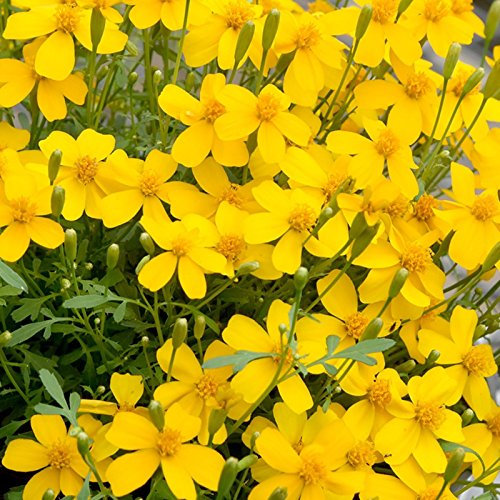 200 graines mexicaine menthe Marigold estragon Herb Tagetes Lucida Herb