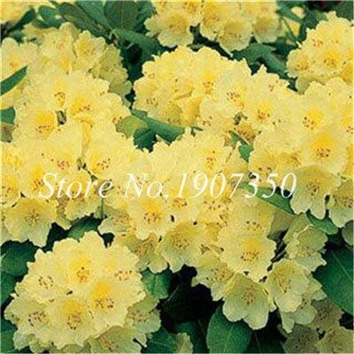 Kalash New 100 Pcs Azalea Flower Seeds for Gardening Yellow