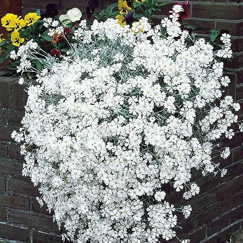 Welldales 50 White Creeping Snow Summer Chickweed Seeds UK Soil Grass & Lawn Carpet Flower