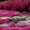 Haloppe 500 Stücke Rock Cress Blumen Pflanzen Samen für die Bepflanzung des Hausgartens, Garten Bodendecker Mehrjährige Blume Pflanzendekor Purple Rock Cress Seeds Felsenkresse-Samen