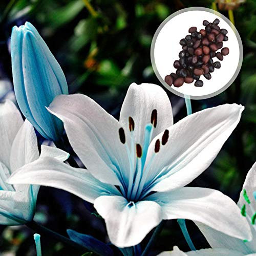 Benoon Semi Di Giglio Con Nucleo Blu, 50 Pezzi/Borsa Semi Di Giglio Con Nucleo Blu Ben Adattati Bonsai Ad Alto Rendimento Piantine Da Giardino Perenni Per Balcone Semi di giglio blu