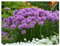 3 x Allium 'Millenium' im 1 Liter Topf (Staude/Stauden/Mehrjährig/Winterhart) Zierlauch - Ein Blütenwunder, das ewig begeistert - Bienenfreundlich - Dauerblüher - von Stauden Gänge