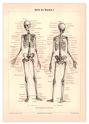 Generisch Poster Skelett des Menschen | Vintage Medizin deutsch A3 (42 x 29,7 cm)