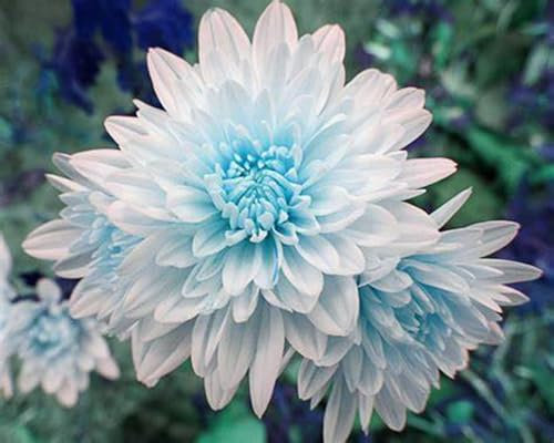 Winterhartes Pflanze, Dahlien Knollen Groß, Winterhartes, Winterharte Zwiebeln, Dahlienzwiebeln, Dahlia Pompon, Dahlien Knollen Winterhart MehrjäHrig, Seltene Pflanzen-6 Knollen-A