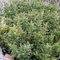 Euonymus Microphyllus Aureovariegatus Plantes d'Arbustes Prêtes pour le Jardin Extérieur en Pot