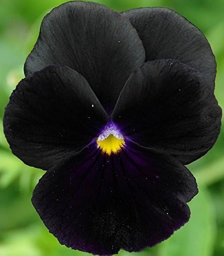 Stiefmütterchen schwarz King Samen - Viola x wittrockiana