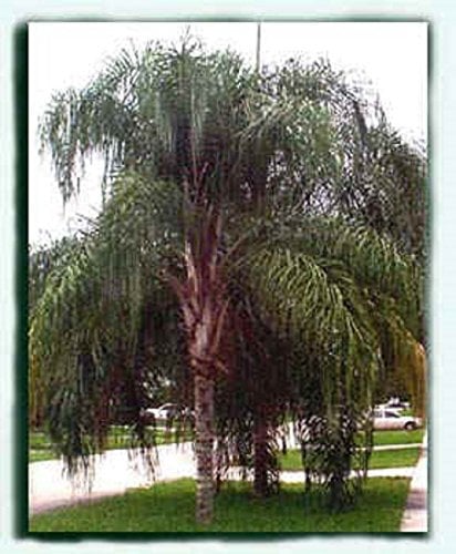 Syagrus romanzoffiana QUEEN PALM COCOS 12 SEMI Albero ornamentale frutti commestibili