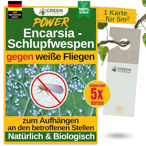 GREEN GUARDIA Encarsia Schlupfwespen gegen weiße Fliege – 5x Karten für 25m² - Natürlich weiße Fliegen bekämpfen, ideal für Innenräume & Gewächshaus, chemiefrei & sicher