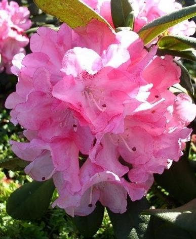 Yakushima Alpenrose Rhododendron yakushimanum Anuschka 20-30 cm hoch im 4 Liter Pflanzcontainer