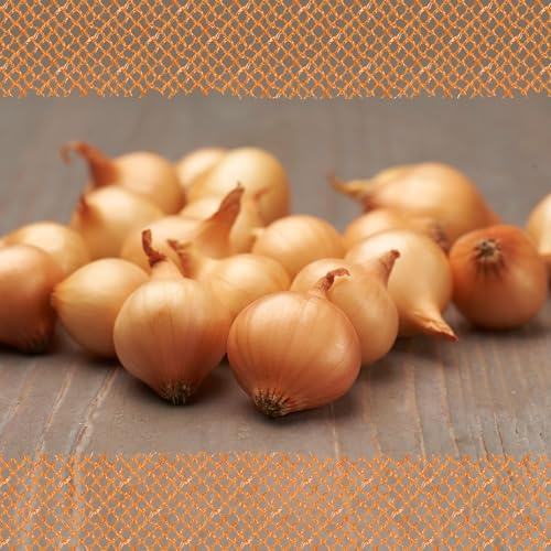 FLORTUS – Wintersteckzwiebel Stuttgarter Riesen 250 g zertifiziertes Pflanzgut – Zwiebelgröße 8-21 mm, für den Anbau von mild-scharfen, goldenen & lagerfähigen Zwiebeln – ideal für Garten & Hochbeet