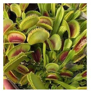 Pcs - 5x Dionaea Muscipula Short Teeth Piège à Mouches Plantes - Graines B1270 - Seeds & Plants Shop by Ipsa