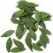 Zghhc 50pcs Green Leaf Embroidery Patches Leaf Patches Decorative Patches Sewing Appliques for Diy Craft Supplies Clothes Bag