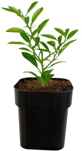 Seedeo® Yuzu-Zitrone (Citrus × junos ‚Yuzu‘) Pflanze ca. 15 cm hoch