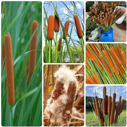 rohrkolben - zwergrohrkolben - gartenpflanzen winterhart mehrjährig rohrkolbensamen, typha orientalis, winterharte kübelpflanzen teichpflanzen 600pcs