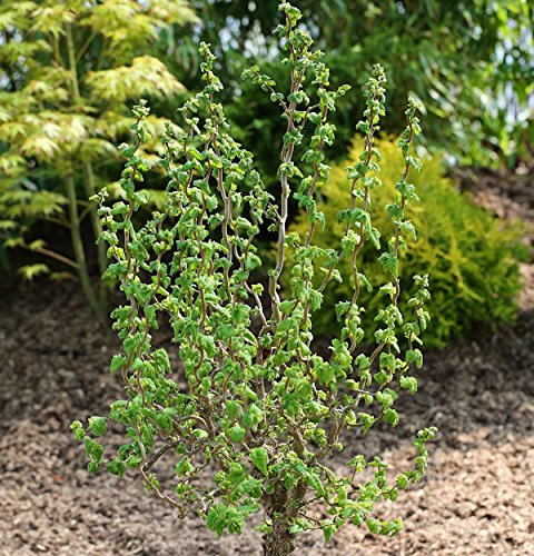 Hochstamm Zwerg Korkenzieher Haselnuss Scooter 60-80cm - Corylus avellana - Gartenpflanze