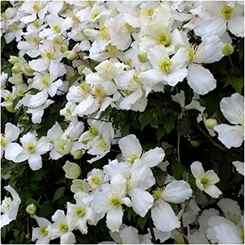 Clematis Montana White 'Grandiflora' X 3 Large Plug Plants for Potting on by Growtanical