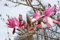 Magnolia 'Felix Jury' 40-60 cm - Magnolie, große rosarote Blüten, Blütezeit April-Mai, ideal für Gärten, duftend, winterhart