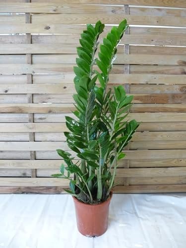 [Palmenlager] - XL Zamioculcas zamiifolia Zamia Farn 90/100 cm - Pot 21 cm Ø - Glücksfeder - Zimmerpflanze