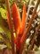 5 graines de Musa Aurantiaca Rare Hardy Banana Exotique
