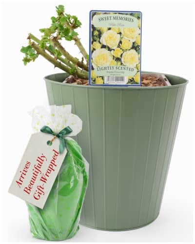 Sweet Memories Rose Plant – Pot Plant in A 5.5 Litre Pot, Inside A Cream Tin Planter. Beautifully Gift Wrapped. Real, Living, British Grown, Garden Ready, Indoor or Outdoor Flowers