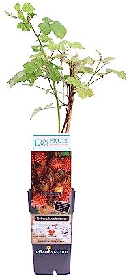 Pianta di Lampone Giapponese Pianta di Rubus Phoenicolasius pianta da esterno pianta da frutta pianta di Lampone con spine frutti di bosco pianta vera di Lampone da mangiare venduta da eGarden.store