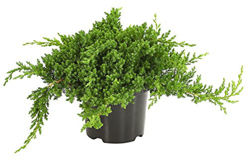 Dehner Japanischer Kriech-Wacholder Nana, blau-grüne Nadeln, ca. 25-30 cm, Zwergstrauch