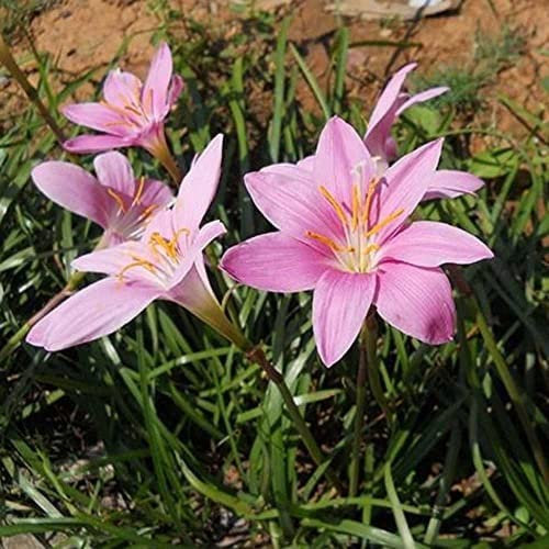 Fstening 12 Pezzi Rosa Unico Affascinante Zephyranthes Bulbi Di Giglio Della Pioggia Piantati In Varie Regioni Spesso Usati Come Materiale Di Confine Per Aiuole