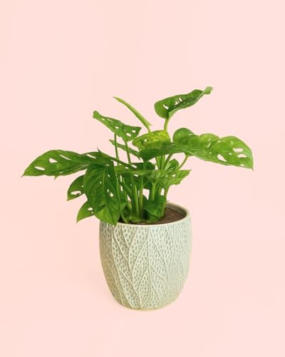 PUR PLANT Monstera Adansonii | Monkey Mask o Planta Del Queso Suizo | Planta Natural De Interior Resistente y Purificadora | Con Maceta Cerámica Blanca | Tropical y Decorativa | Ø12 cm