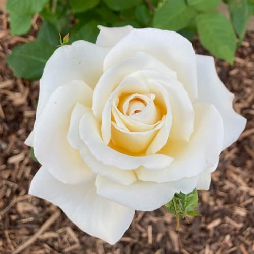 Harkness Roses Mary Berry Rose ®, Established Plant in a 4 Litre Pot, Ready to Plant, for Pots, Beds, and Borders