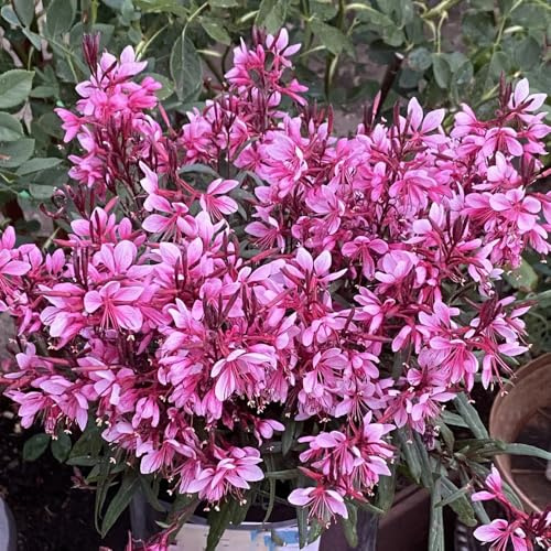 Semillas resistentes de Gaura lindheimeri exterior perennes de jardín balcón 90pcs