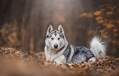SPJOY bastelmalen nach zahlen zum gie?en animal Husky-Schlitten für Hunde 16X20inch