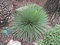 AGAVE stricta 15 SEMI