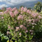 200 pcs säckelblume winterhart samen - Ceanothus - blumenbeet steingartenpflanzen winterhart kalifornischer flieder bodendecker winterhart gärtner geschenke blumen garten blumenstauden