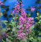 Edelflieder Bloomerang® Dark Purple 60-80cm - Syringa