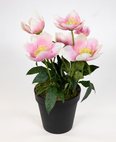 Seidenblumen Roß Christrosenbusch 26cm im Topf PM Kunstblumen künstliche Christrose Pflanzen Blumen Kunstblumen Helleborus (Hellrosa)