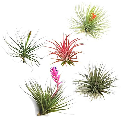 Plant in a Box – 5er Mix Tillandsien Luftpflanzen – Tillandsia Zimmerpflanzen – Höhe 5-10cm