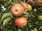 Apfel Muskat. Apfelbaum ca.160/180 cm, Tafelapfel, Malus domestica