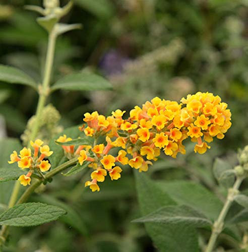 Sommerflieder Sungold 80-100cm - Buddleja weyeriana - lebende Gartenpflanze aus den Baumschulen