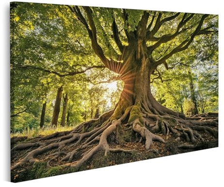 islandburner Bild auf Leinwand Sonnendurchfluteter alter Baum mit Wurzeln für Wohnzimmer Naturliebhaber Wellnessbereich Bilder Wandbilder Poster